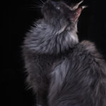 Blue Smoked Maine Coon Cat