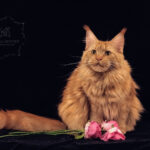 Maine Coon Cat Red